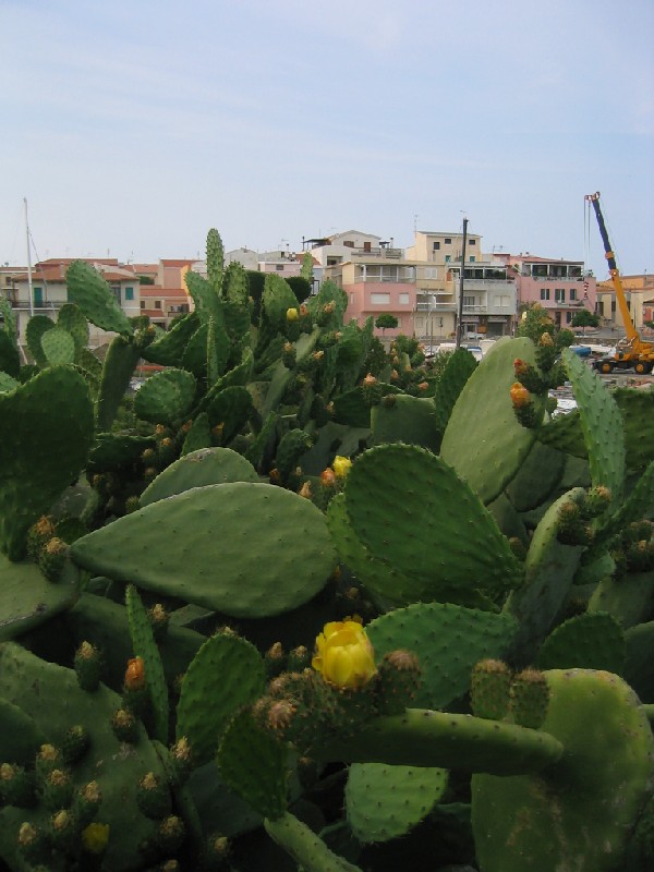 Opuntia ficus-indica / fico d''India